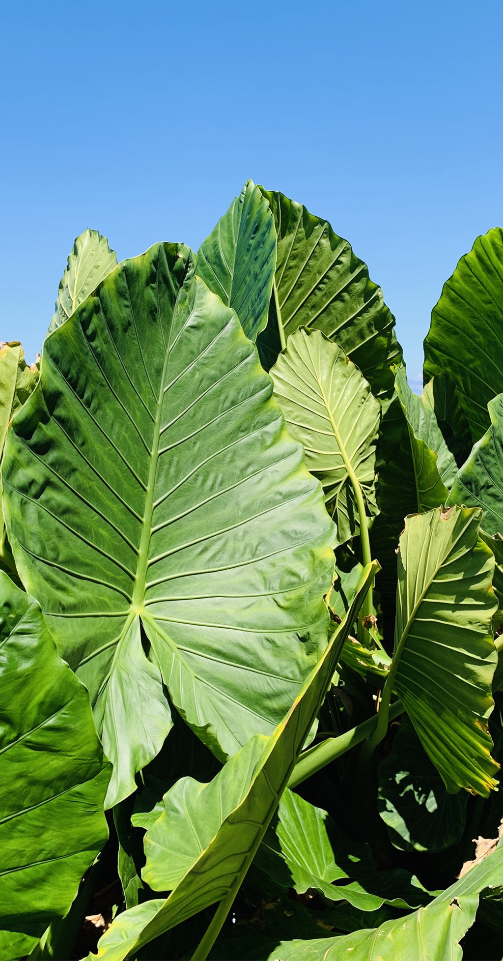 Ce sont de très grandes feuilles vertes.
