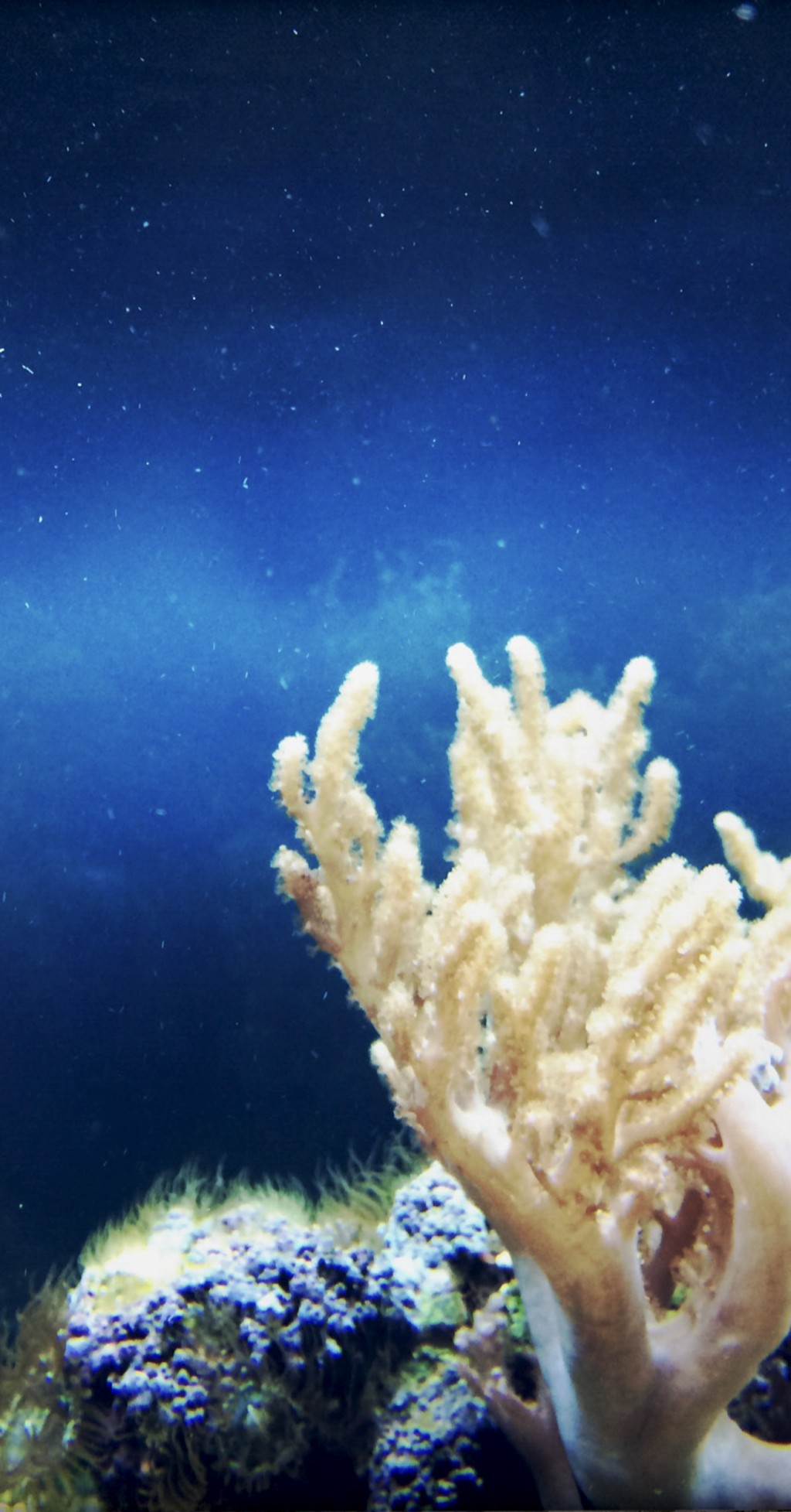 C'est la photo d'un corail marin au fond de la mer. le corail est blanc il semble être attaché à une roche. La mer est très bleu.